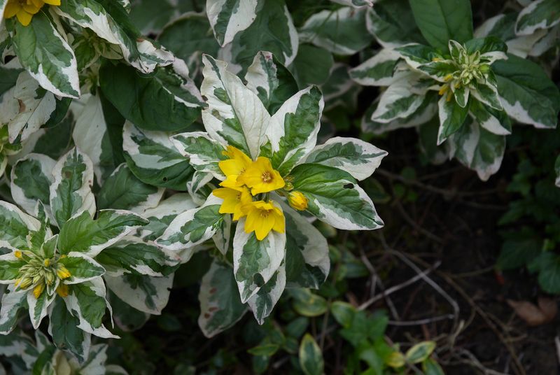 Soubor:Lysimachia punctata D.jpg