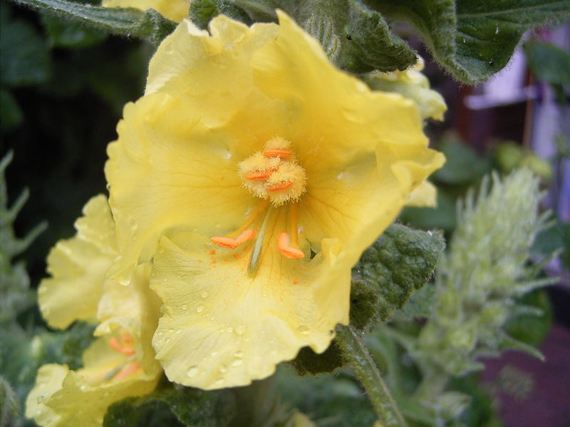 Soubor:Verbascum thapsus bloem.jpg