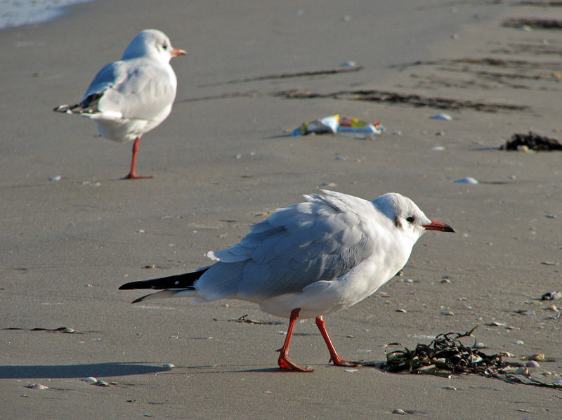 Soubor:Lachmöwe (Larus ridibundus) 3.jpg