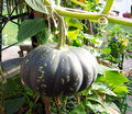 Pumpkin with stalk.jpg