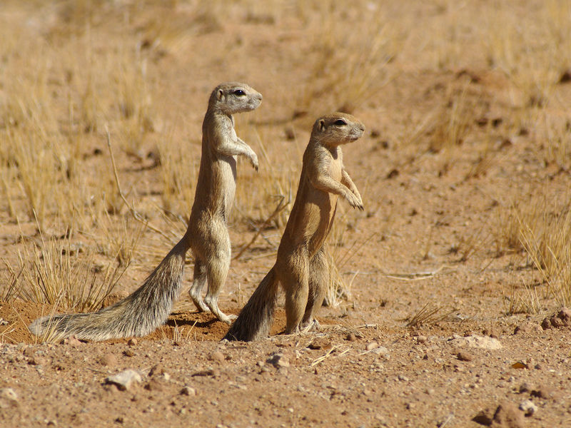 Soubor:Xerus inauris.jpg