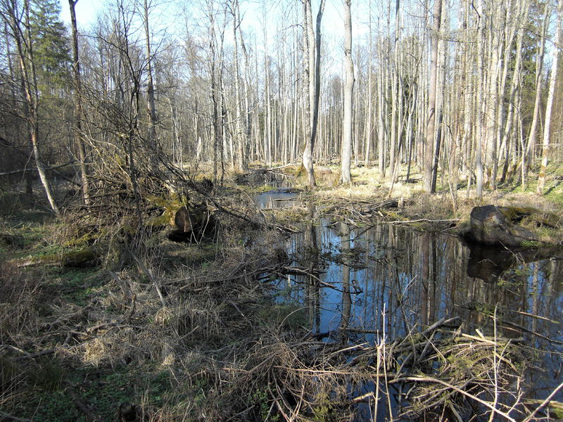 Soubor:Lutownia River.JPG