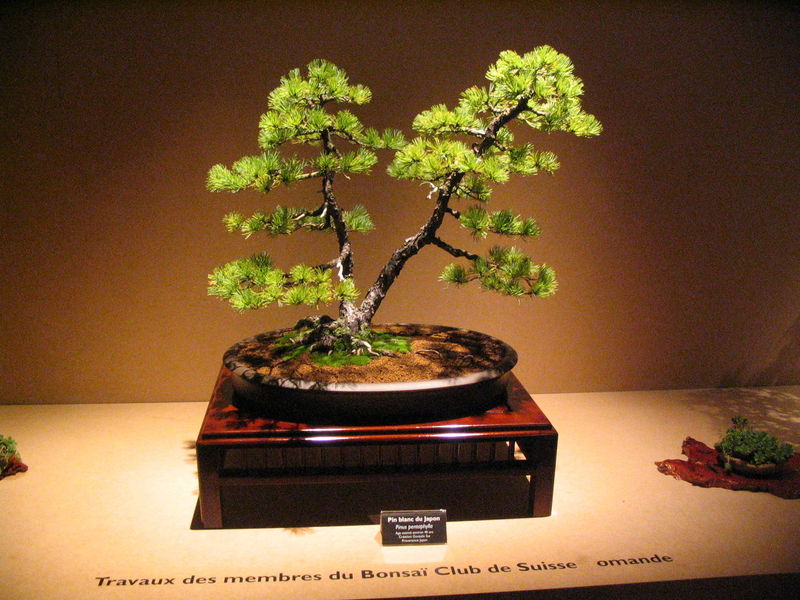 Soubor:Bonsai IMG 6424.jpg