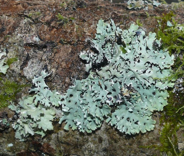 Soubor:Hypogymnia physodes 010108.jpg