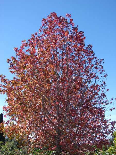 Soubor:Starr 061204-1810 Liquidambar styraciflua.jpg