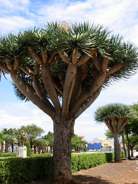 Soubor:Dragon tree.jpg