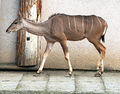 Tragelaphus strepsiceros Dvur zoo 3.jpg