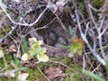 Anthus pratensis nest 2.jpg