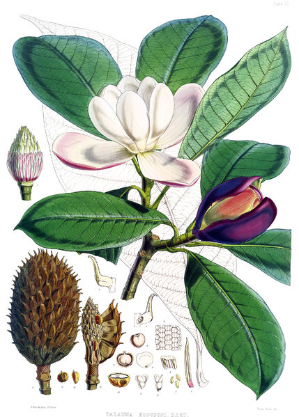 Soubor:Talauma hodgsonii.jpg