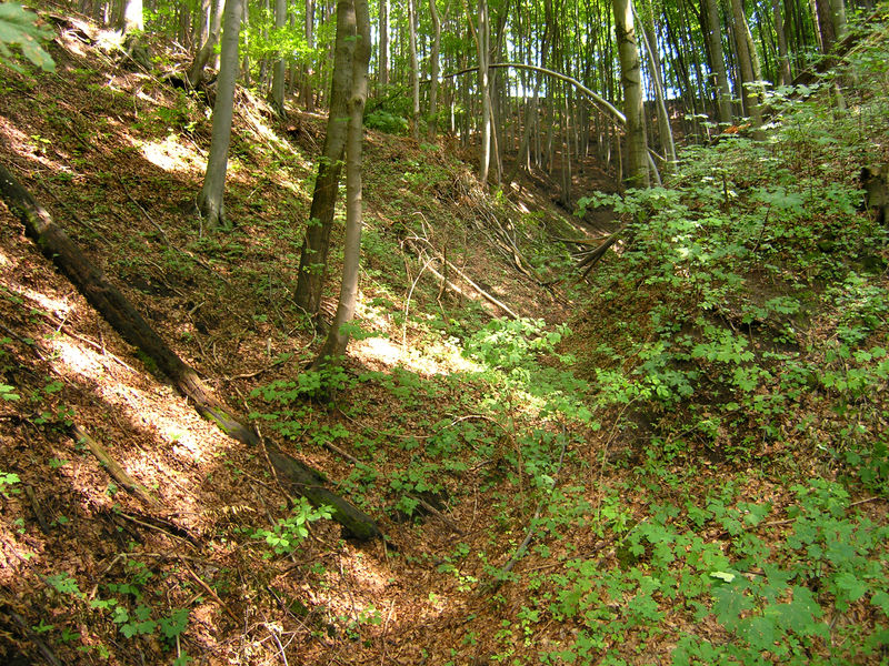 Soubor:Bučiny u Rakous NR.jpg