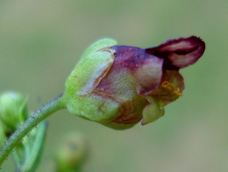 Soubor:Scrophularia umbrosa2 W.jpg