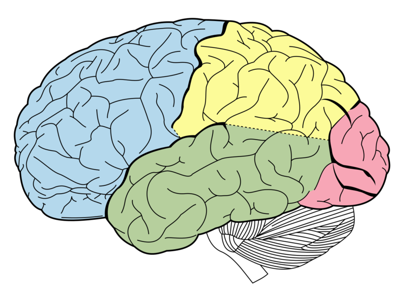 Soubor:Lobes of the brain NL.png