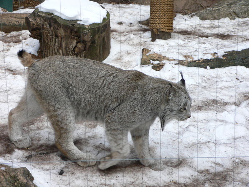 Soubor:MP-lynx canadensis 3.jpg