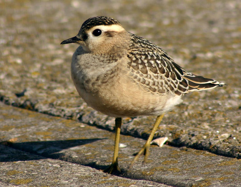 Soubor:Juvenile Dotterel at Leasowe.jpg