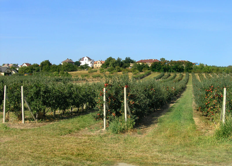 Soubor:Libčany, orchard.jpg