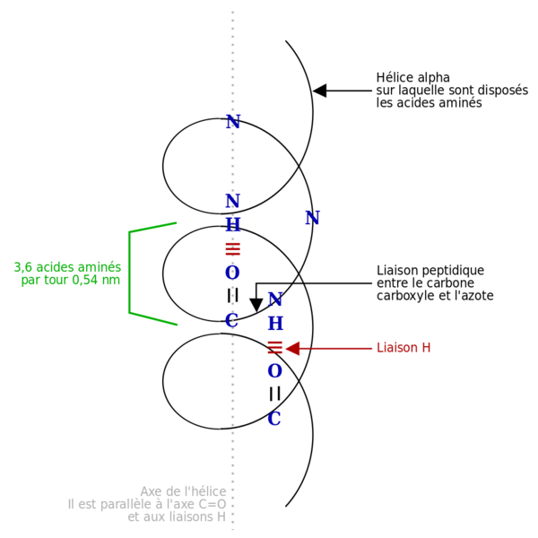 Soubor:Hélice Alpha.png