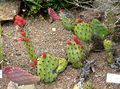 Opuntia riviereana 1.jpg