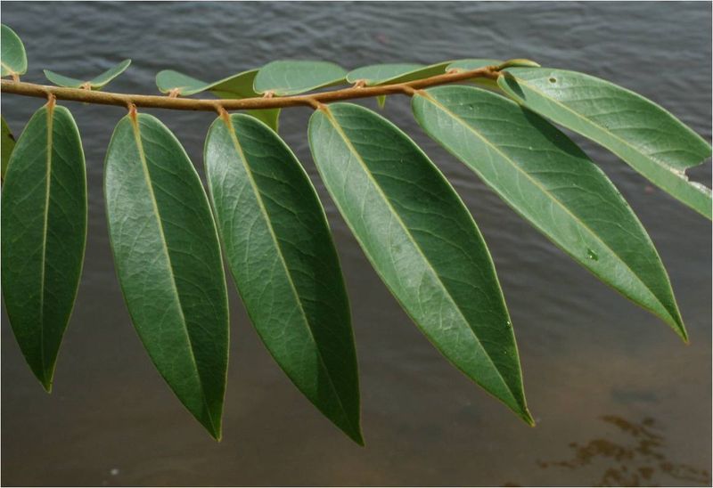 Soubor:Xylopia aromatica2-Rio Ventuari-Venezuela.jpg