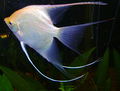 Angel fish white.jpg