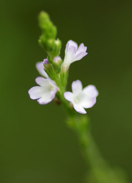 Soubor:Lithospermum erythrorhizon flower.jpg