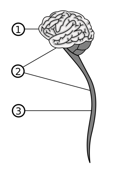 Soubor:Central nervous system.png