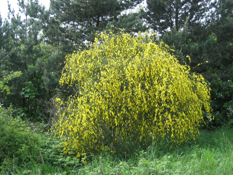 Soubor:Cytisus scoparius2.jpg