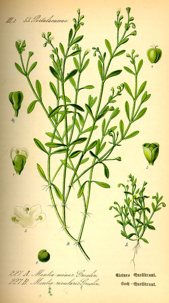 Soubor:Illustration Montia fontana0.jpg