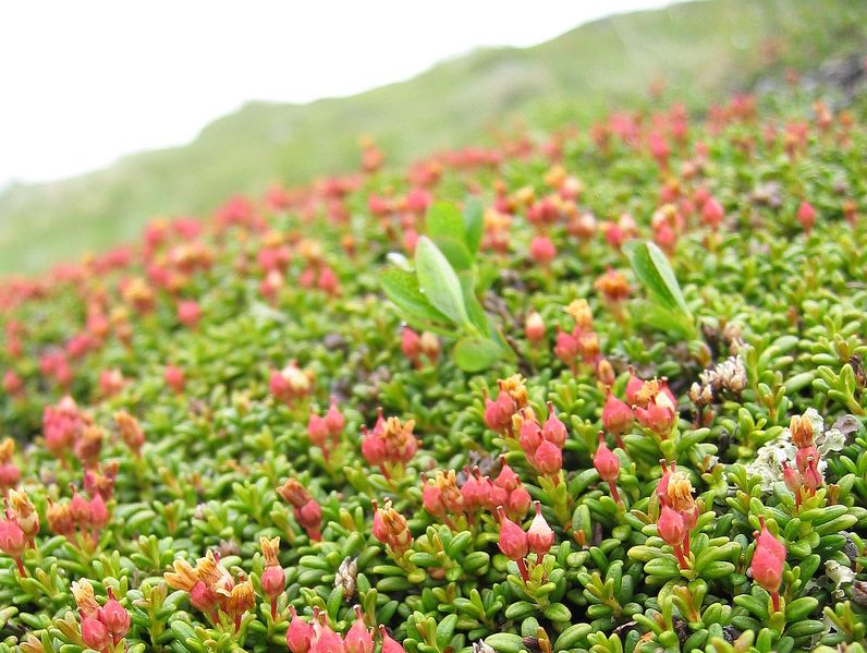 Soubor:Loiseleuria procumbens fruits.jpg