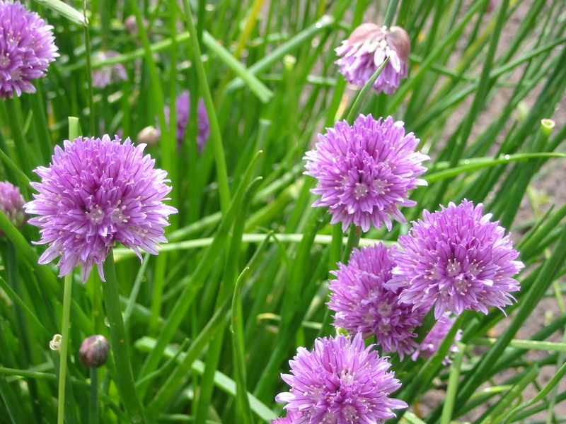 Soubor:Allium schoenoprasum, flowers.jpg