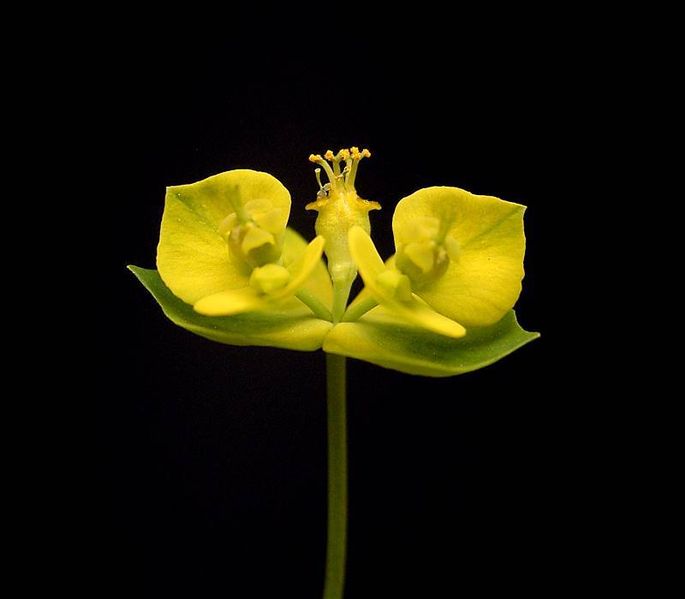 Soubor:Euphorbia cyparissias2 ies.jpg