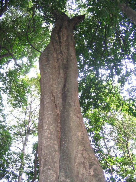 Soubor:Ixonanthes reticulata.jpg