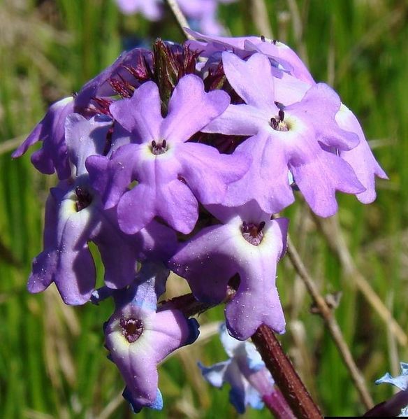 Soubor:Glandularia pulchella.jpg