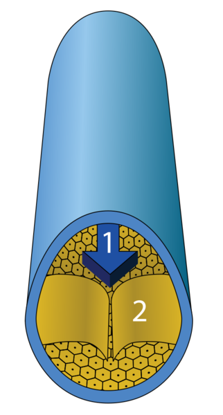 Soubor:Veincrosssection.png