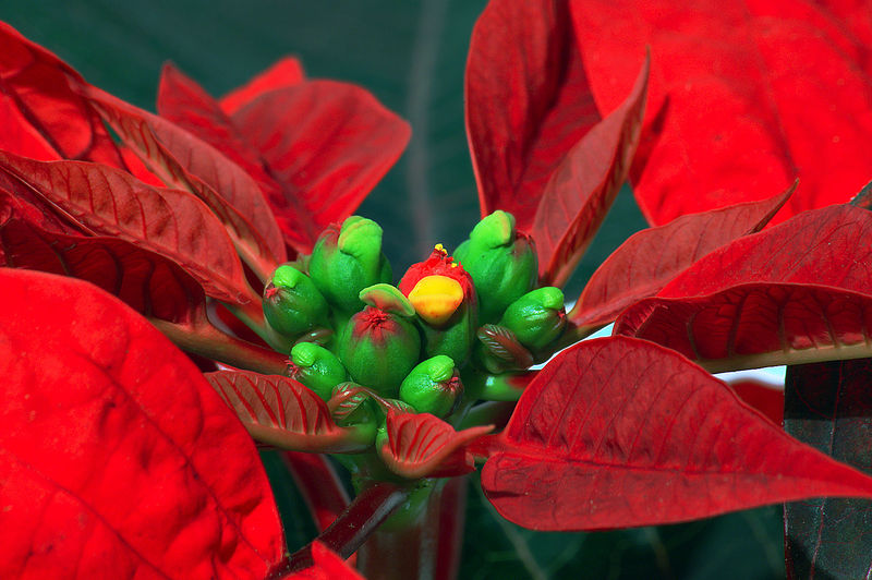 Soubor:Detailaufnahme Weihnachtsstern - groß.jpg