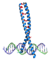 Leucine zipper.png