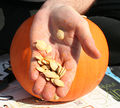 Pumpkin seeds in hand.jpg