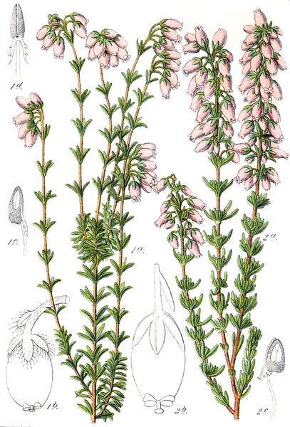 Soubor:Erica spp Sturm47.jpg