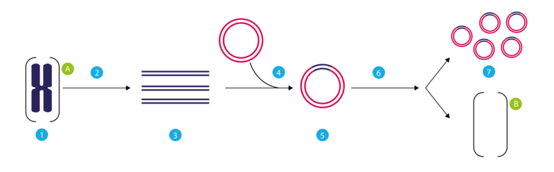 Soubor:PCR clone.png