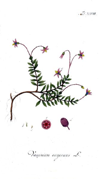 Soubor:Vaccinium oxycoccos Ypey28.jpg