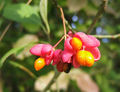 2006-10-09-Euonymus europaeusSamen02.jpg