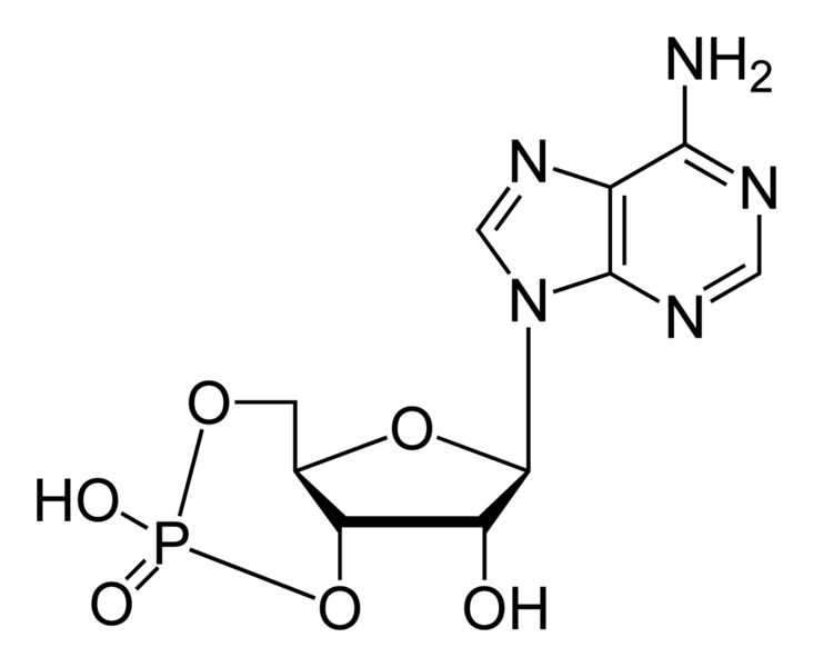 Soubor:Cyclic-adenosine-monophosphate-2D-skeletal.png