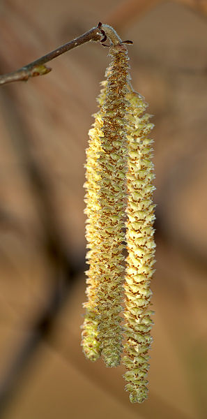 Soubor:Hazel Catkins aka.jpg