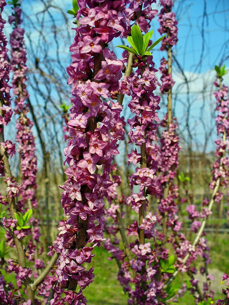 Soubor:Daphne mezereum 002.JPG