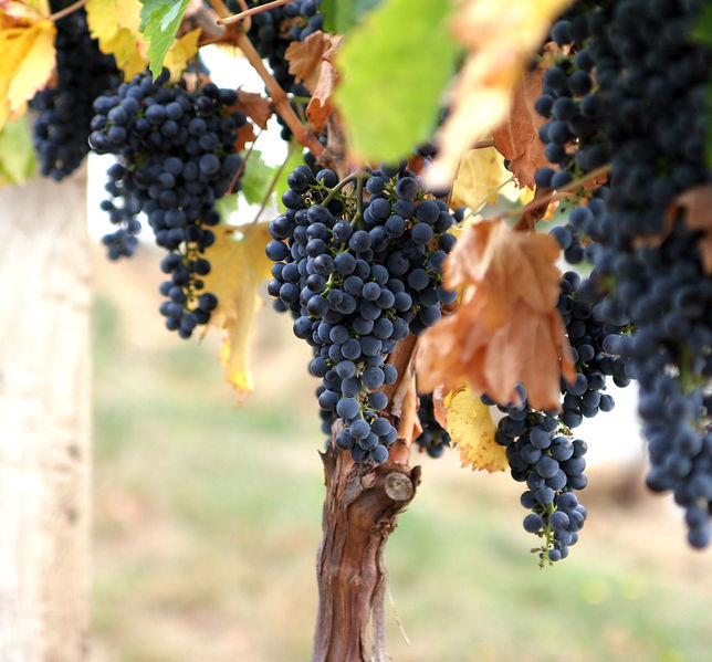 Soubor:Grapes02.jpg