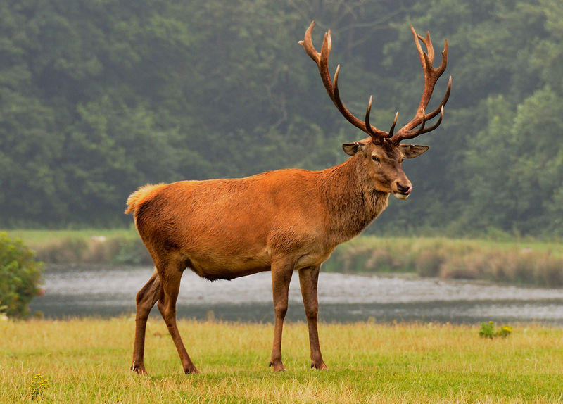 Soubor:Red Deer (9663989689).jpg