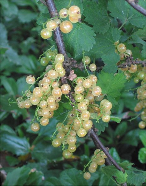 Soubor:Witte bessen (Ribes rubrum).jpg