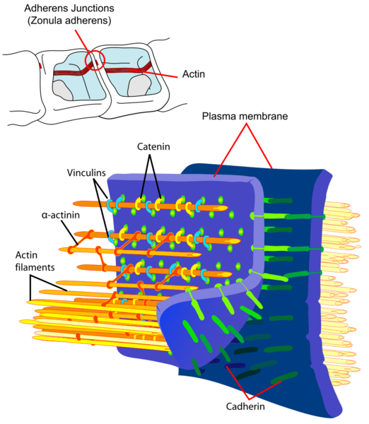 Soubor:Adherens Junctions structural proteins.png