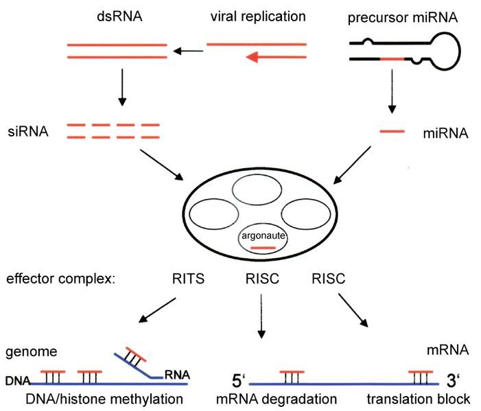 Soubor:RNAi-simplified.png