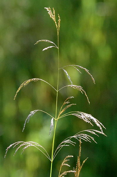 Soubor:Deschampsia.cespitosa.jpg