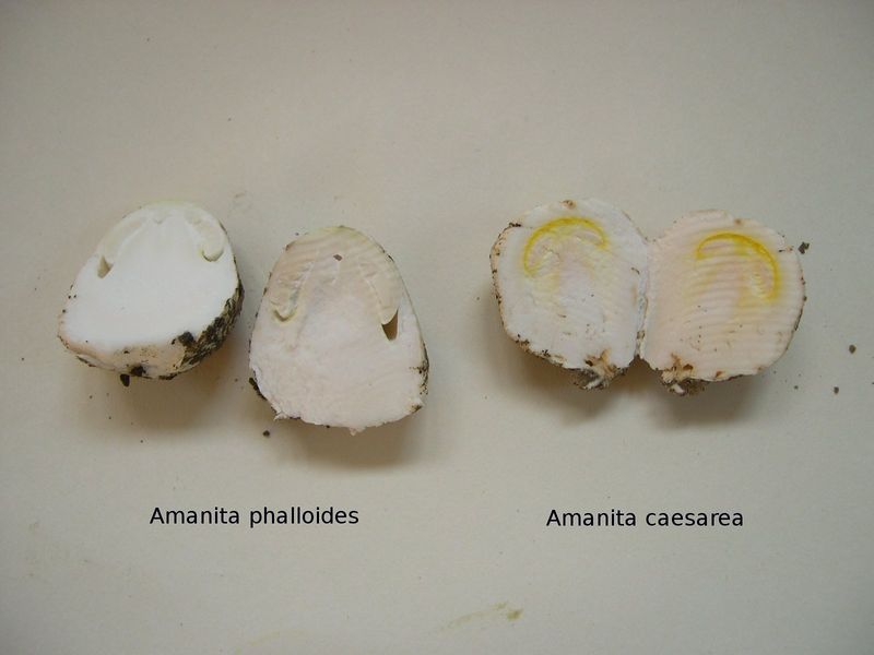 Soubor:Phalloide-Caesarea 1.JPG